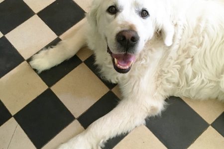 Natural cosmetics for dogs