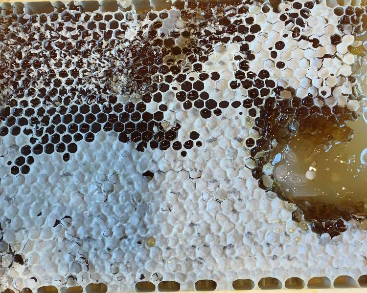 Köstlich: Honig direkt aus der Wabe